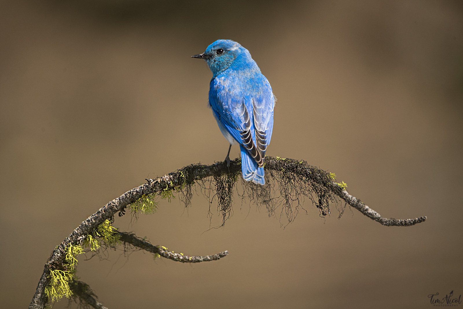 Male Mountain Bluebird | Shutterbug